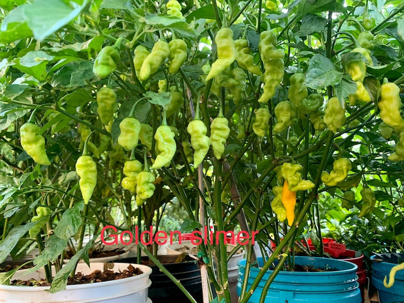 Golden Slimer Pepper Seeds