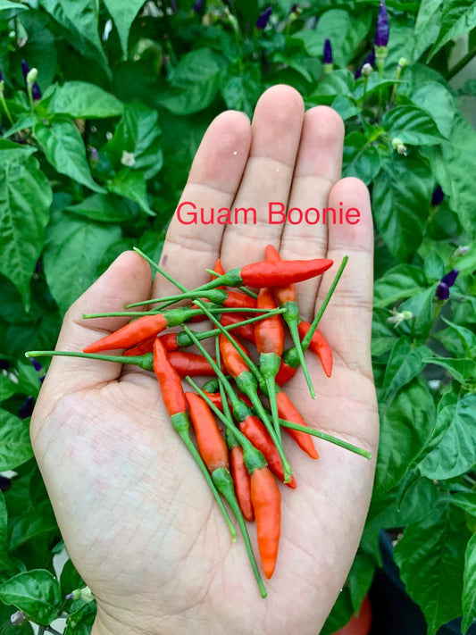 Guam Boonie Pepper Seeds