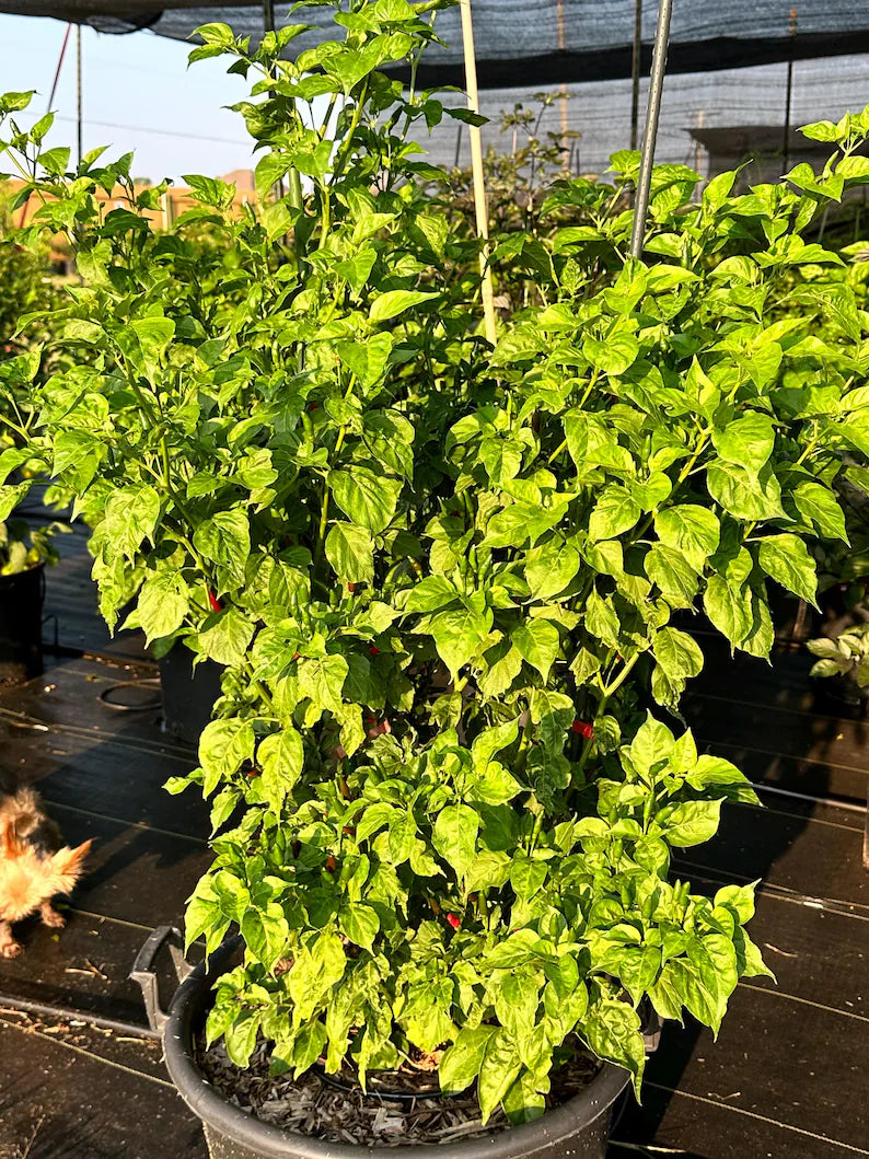 Guam Boonie Pepper Seeds