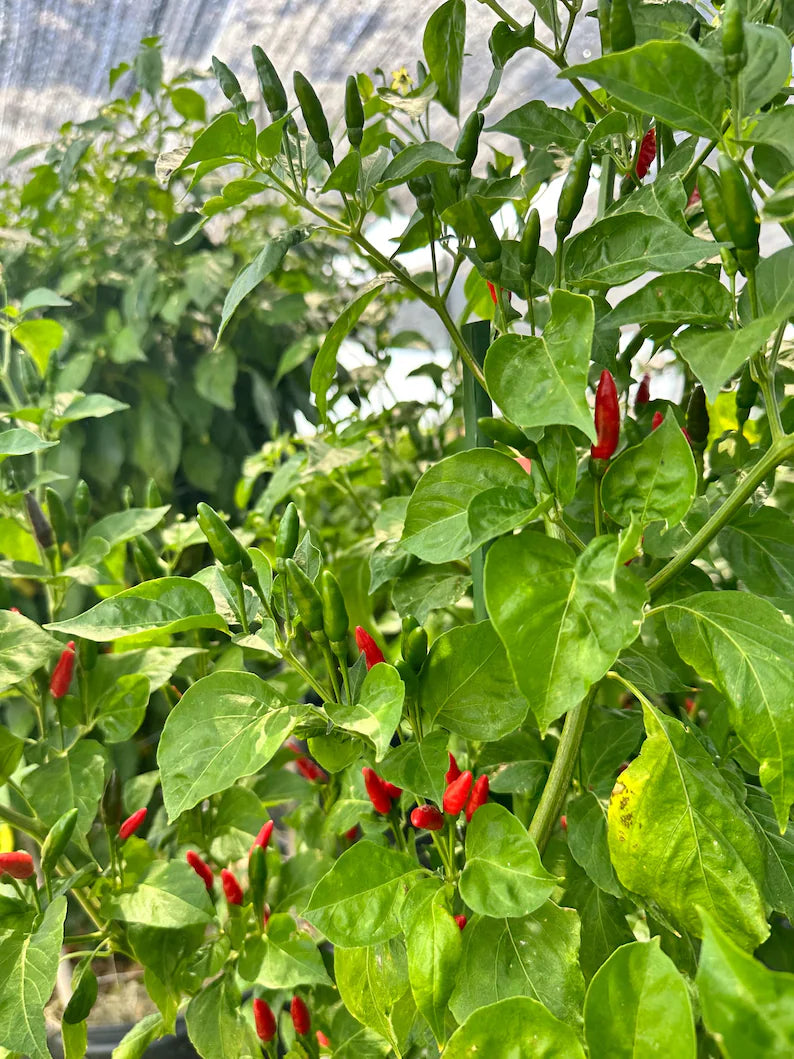 Guam Boonie Pepper Seeds