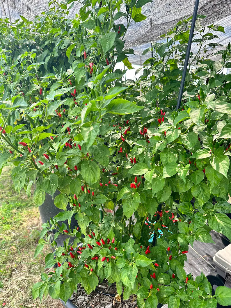 Guam Boonie Pepper Seeds