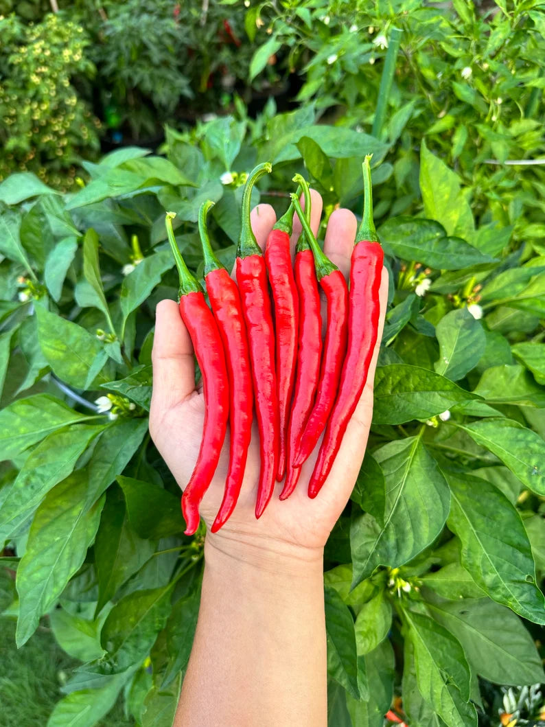 Hangjiao #10 After Glow Pepper Seeds