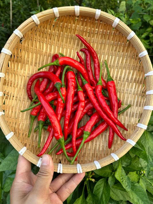 Hangjiao #10 After Glow Pepper Seeds