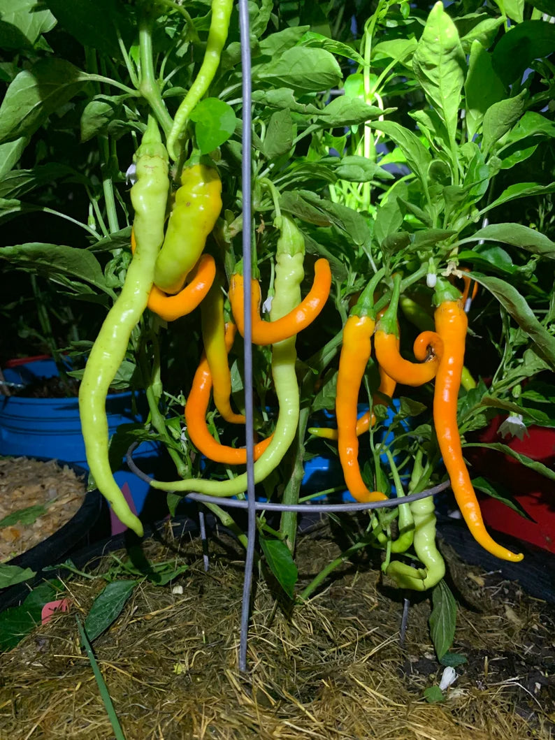 Hangjiao #3 Solar Flare Pepper Seeds