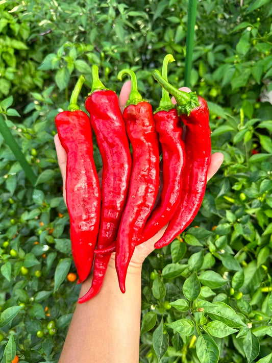 Hangjiao #5 Helix Nebula Pepper Seeds