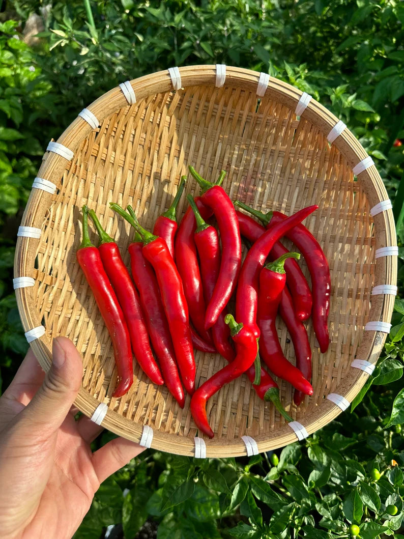 Hangjiao #6 Pulsar Pepper Seeds