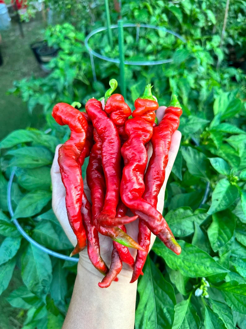 Hangjiao #7 Super Nova Pepper Seeds