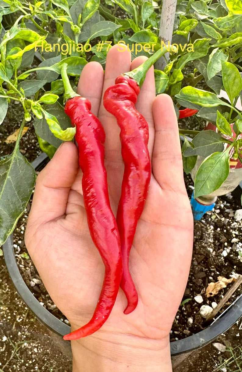 Hangjiao #7 Super Nova Pepper Seeds