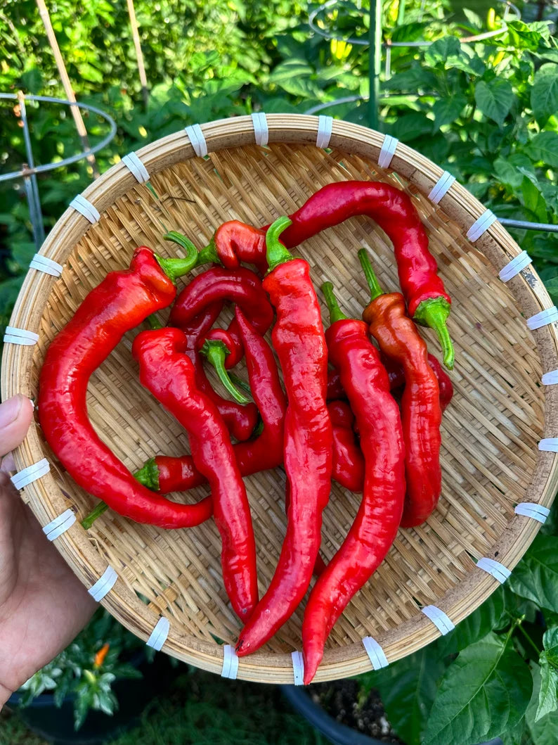 Hangjiao #8 Total Eclipse Pepper Seeds