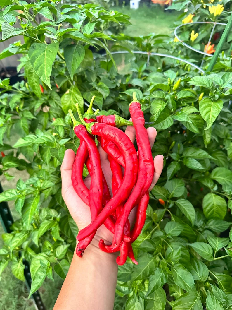 Hangjiao #8 Total Eclipse Pepper Seeds