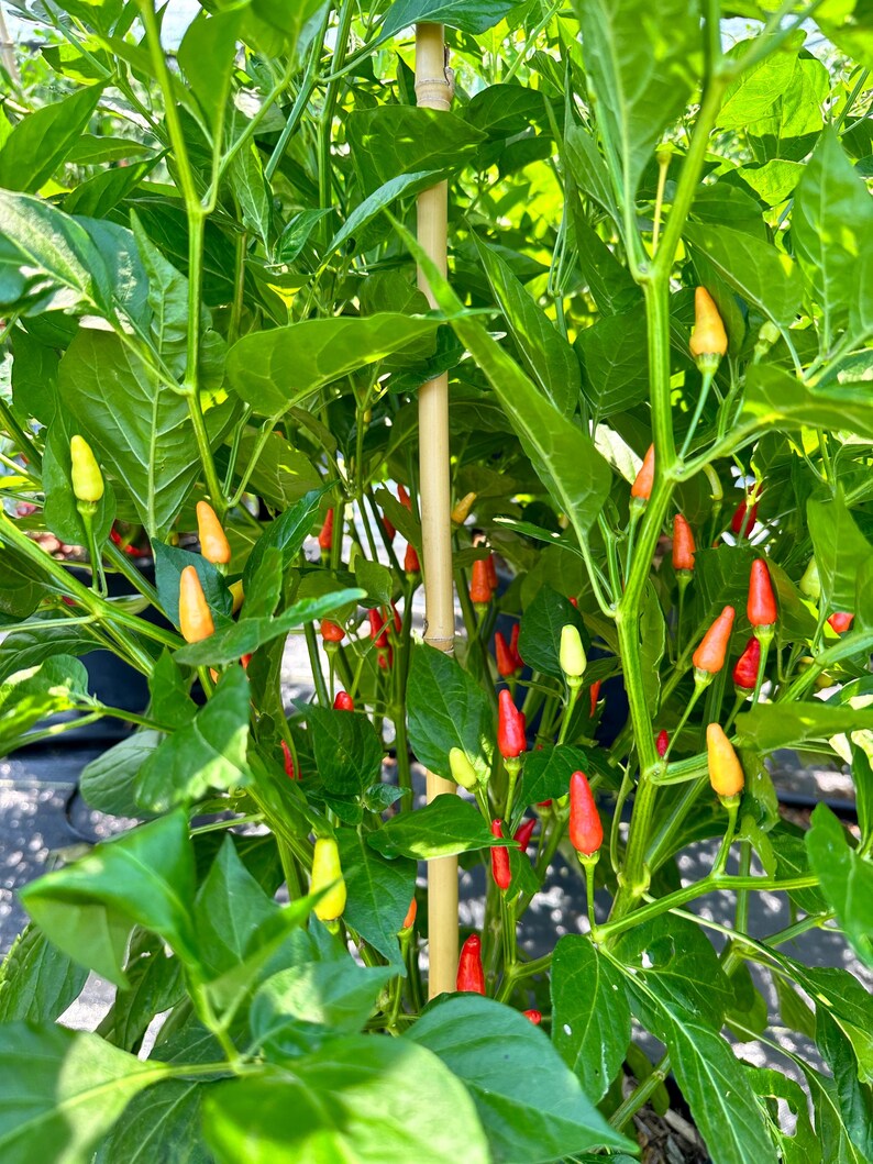 Hawaiian Kona Pepper Seeds