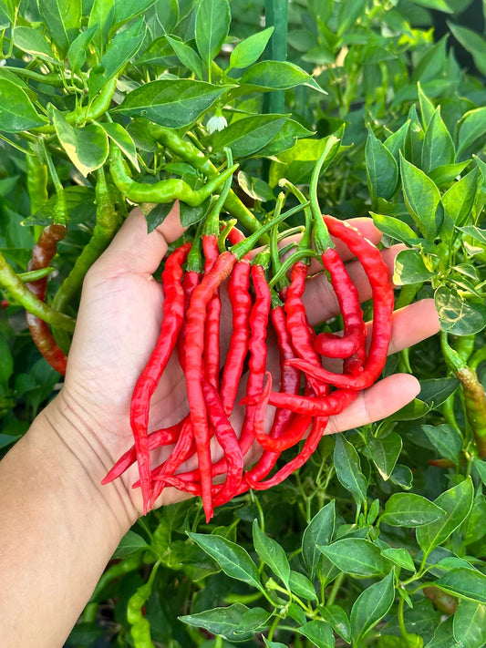 Himo Togarashi Pepper Seeds