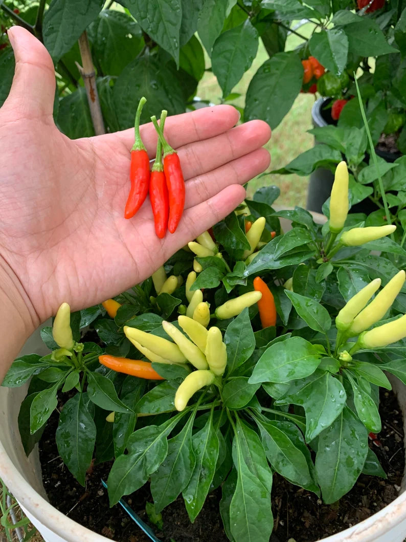 Houston White Thai Pepper Seeds