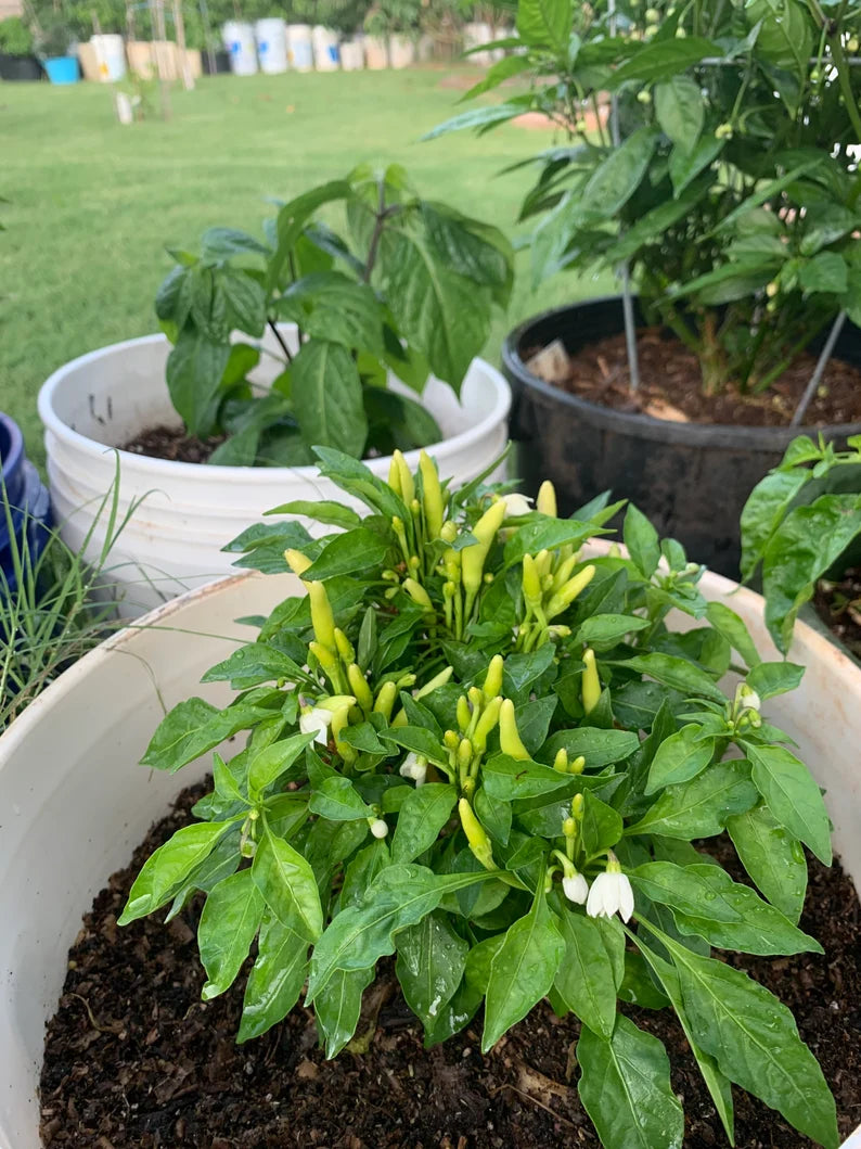 Houston White Thai Pepper Seeds