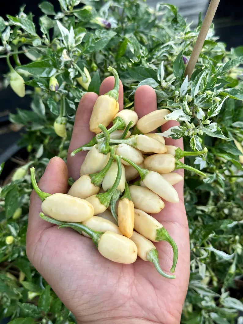 Indonesian Variegate X Sangria Pepper Seeds