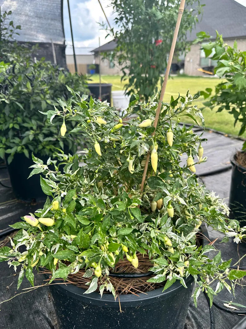 Indonesian Variegate X Sangria Pepper Seeds