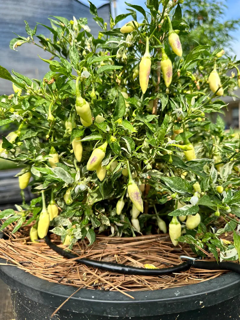 Indonesian Variegate X Sangria Pepper Seeds