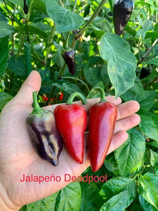 Jalapeño Deadpool Pepper Seeds