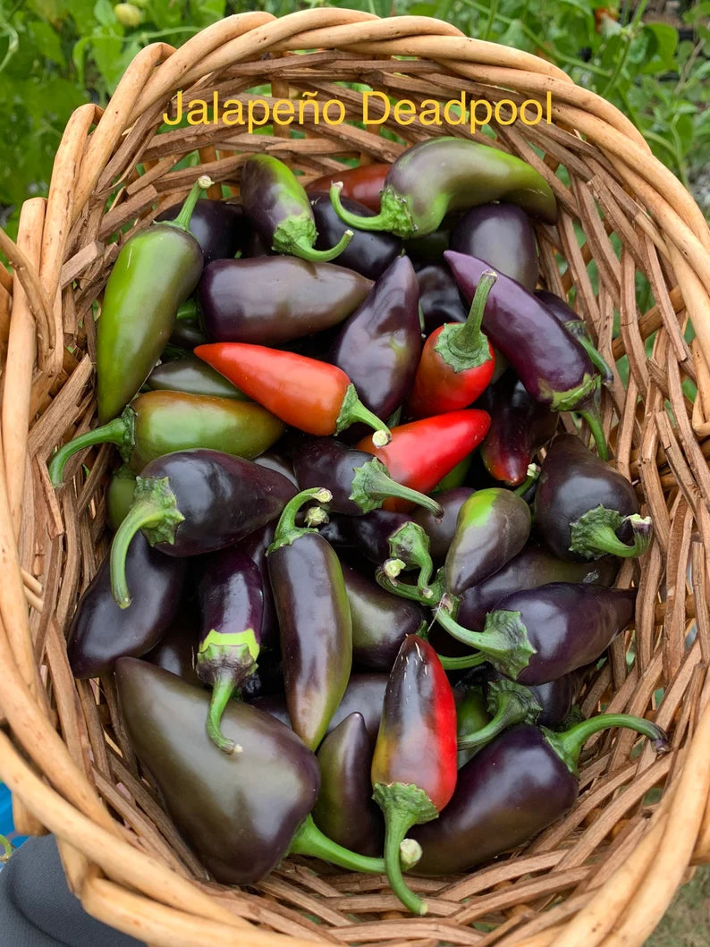 Jalapeño Deadpool Pepper Seeds