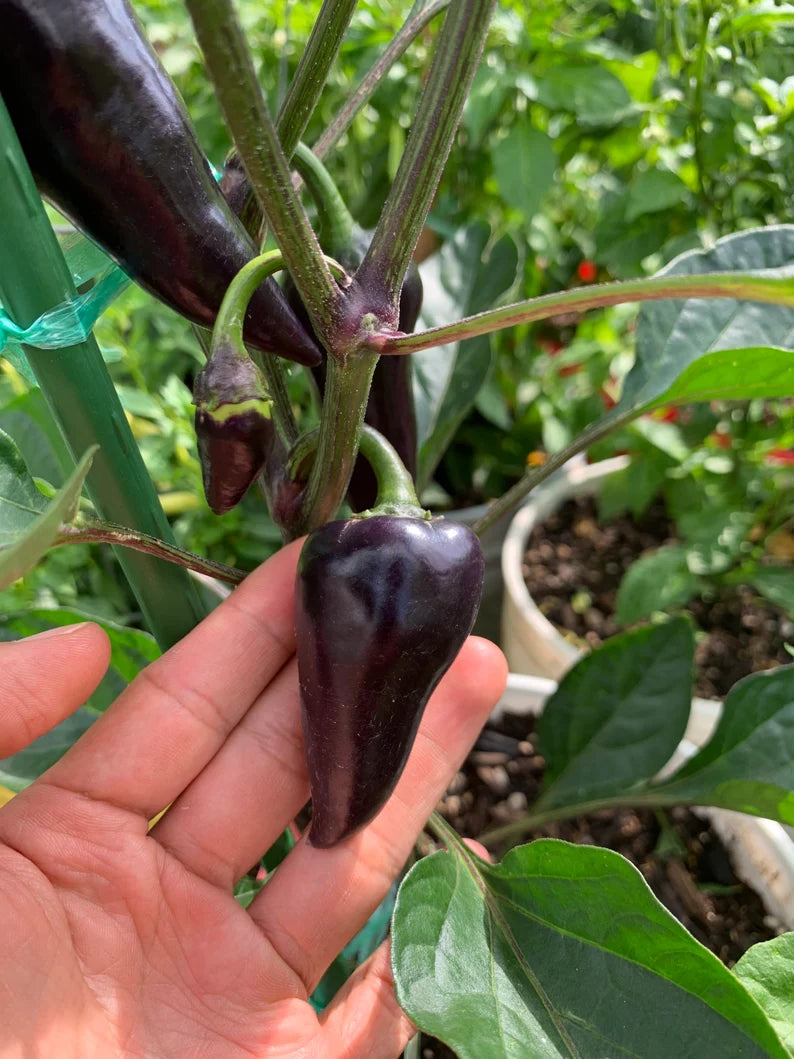 Jalapeño Deadpool Pepper Seeds