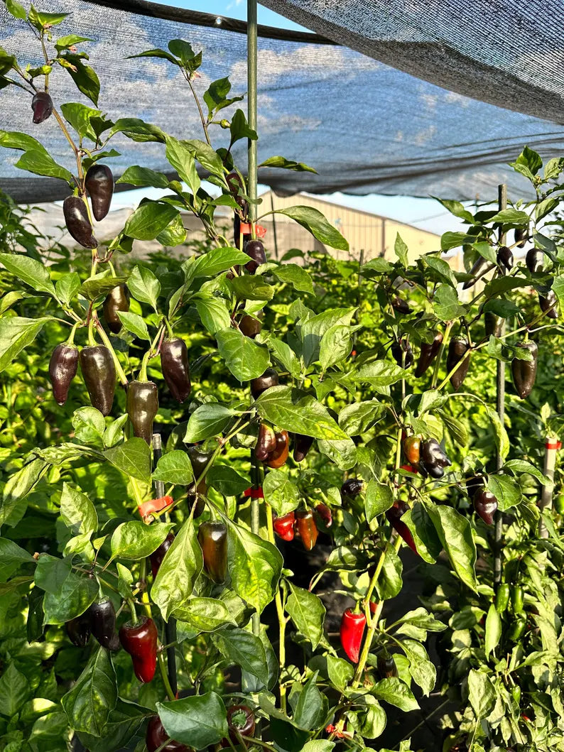 Jalapeño Deadpool Pepper Seeds