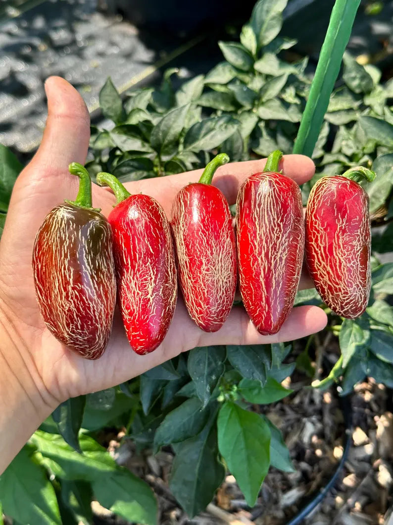 Jalapeño Space Pepper Seeds