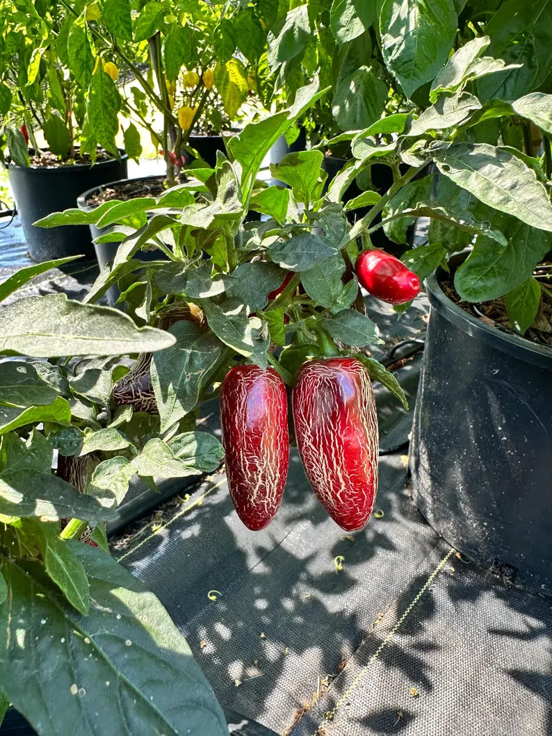 Jalapeño Space Pepper Seeds