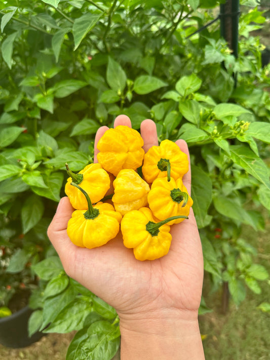 KS Lemon Starburst Pepper Seeds