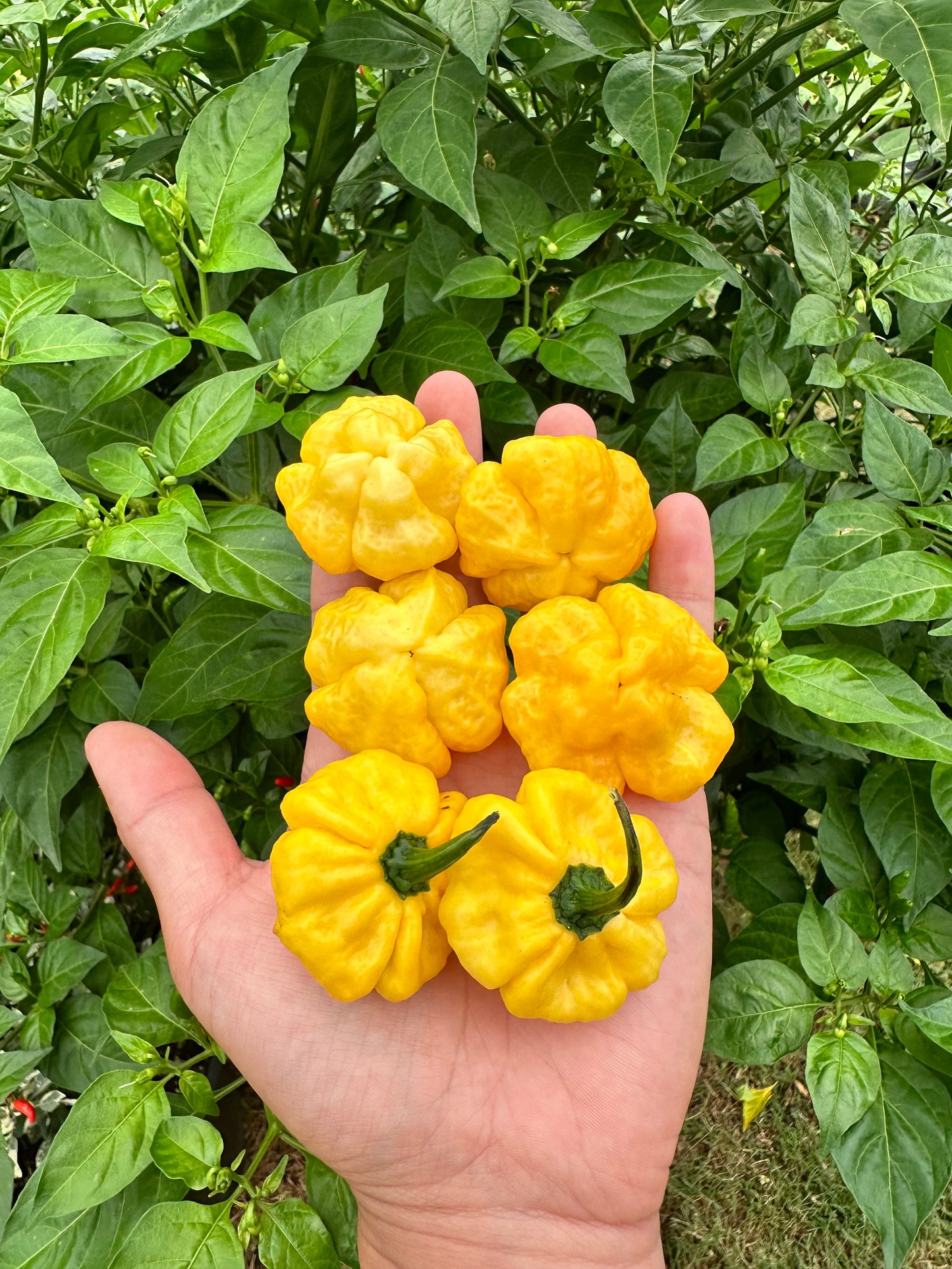 KS Lemon Starburst Pepper Seeds